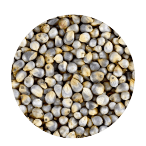 Organic Pearl Millet/Bajra
