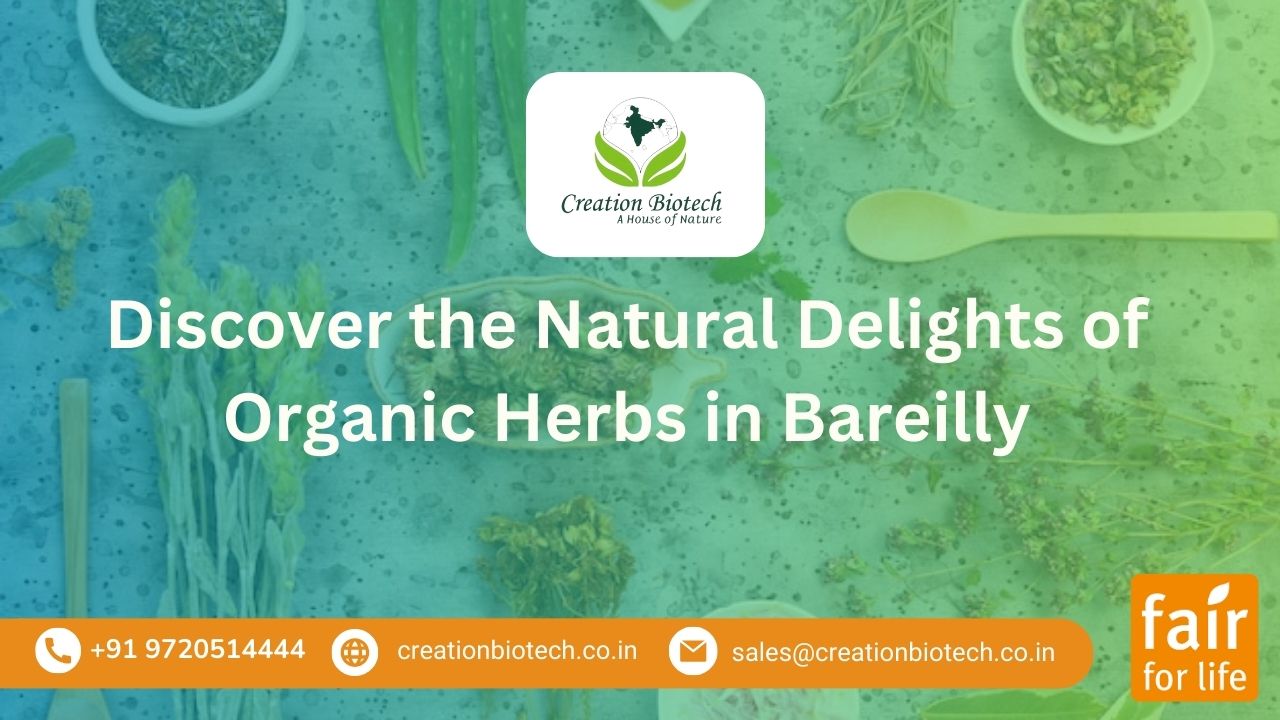 Discover the Natural Delights of Organic Herbs in Bareilly