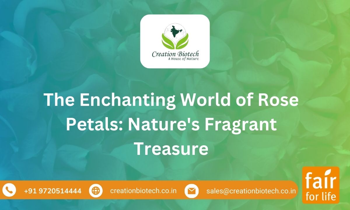 The Enchanting World of Rose Petals: Nature’s Fragrant Treasure