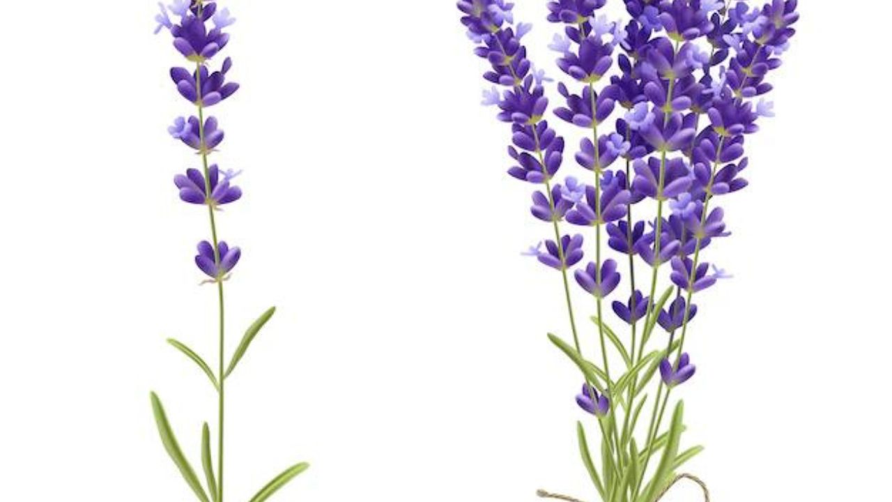 Lavender: A Comprehensive Exploration of Nature’s Soothing Herb