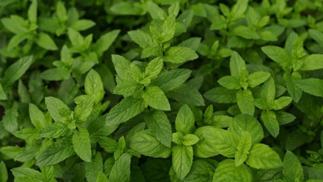 Introducing the Therapeutic masterpiece: Aromatherapy with Mentha Flakes