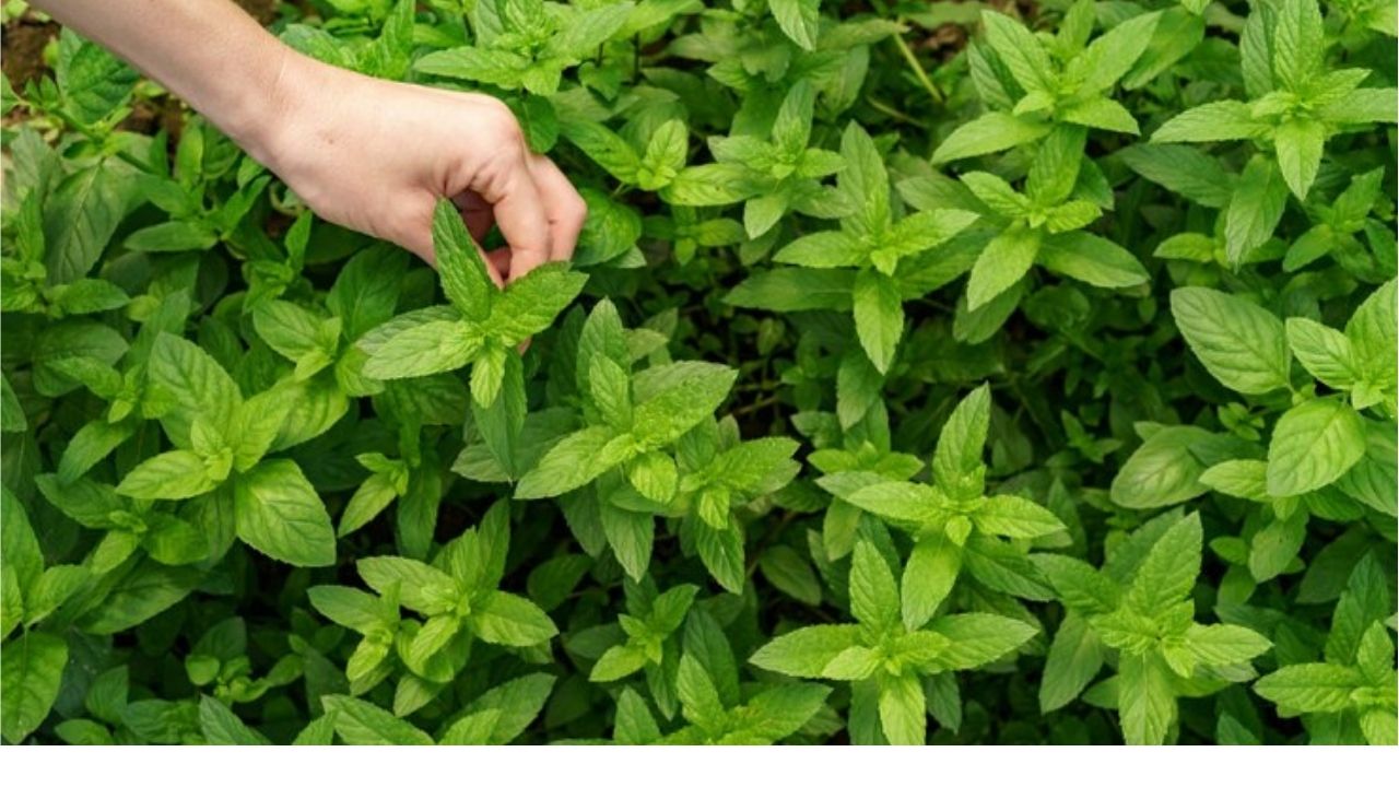 Best mint producer company in India