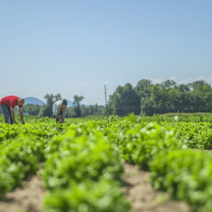 Organic Compost in Regenerative Organic Farming