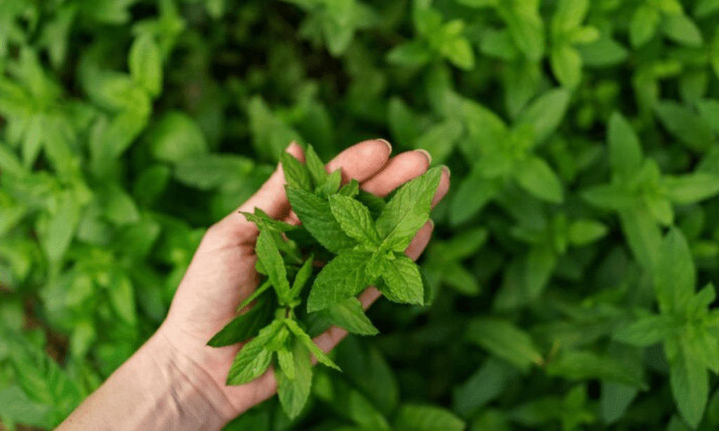 Use of organic tulsi leaf