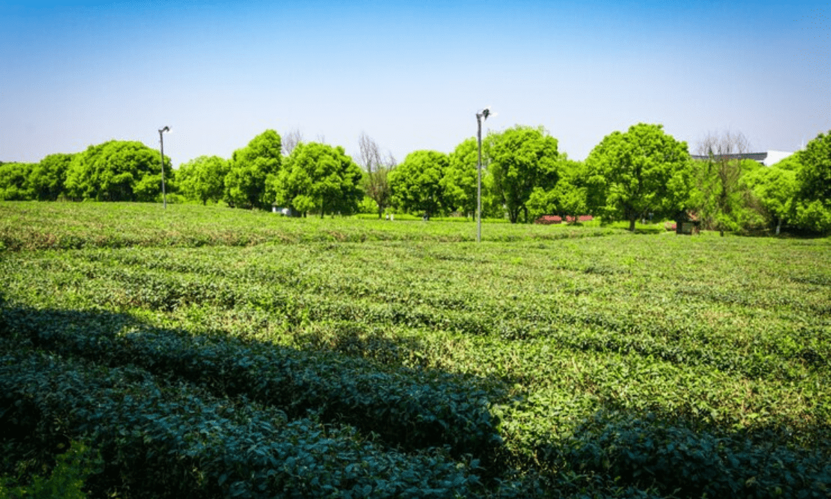 Green Manuring: A Sustainable Farming Practice for Soil Health and Productivity